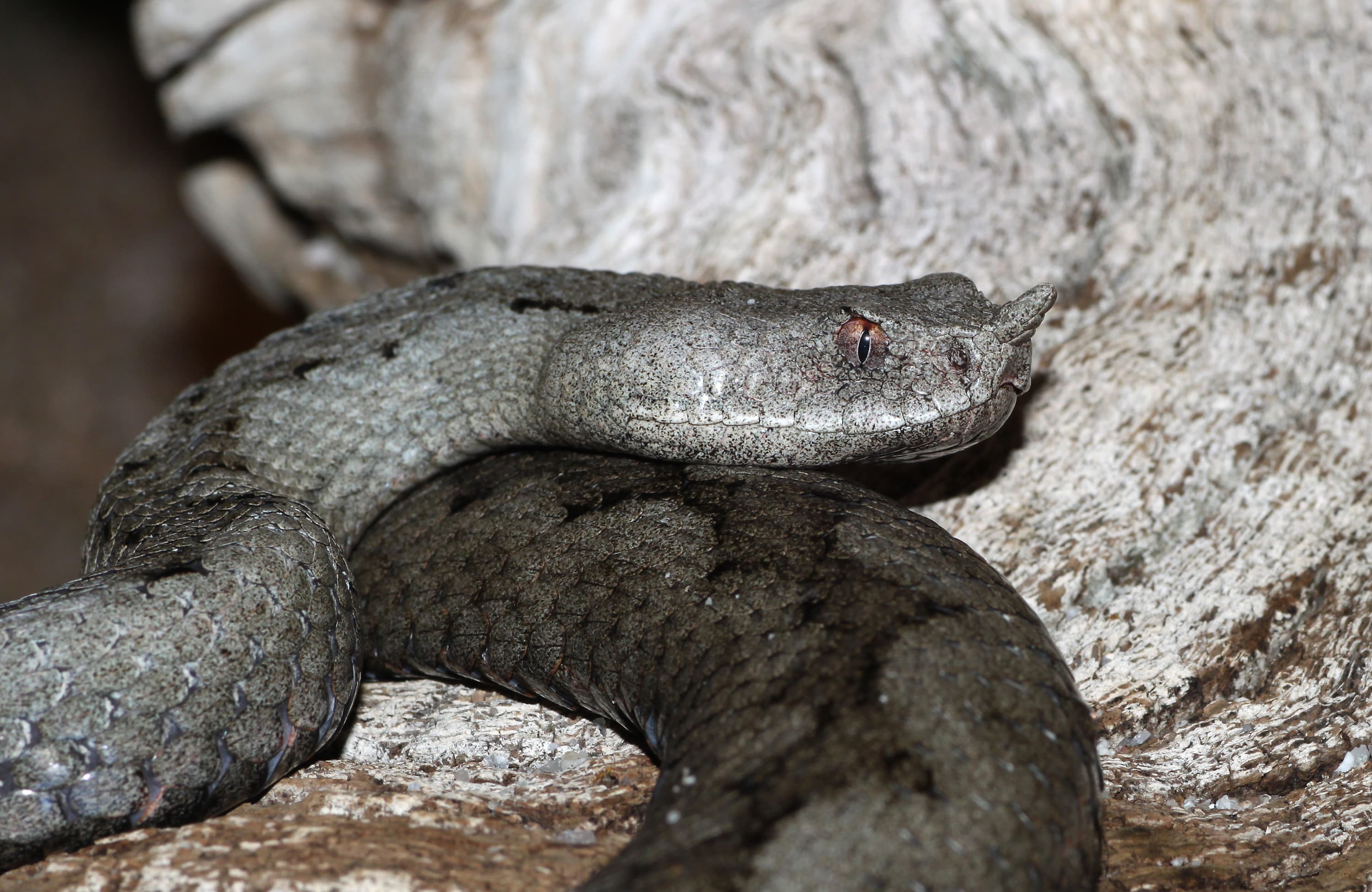 Nose-horned Viper (Vipera ammodytes)