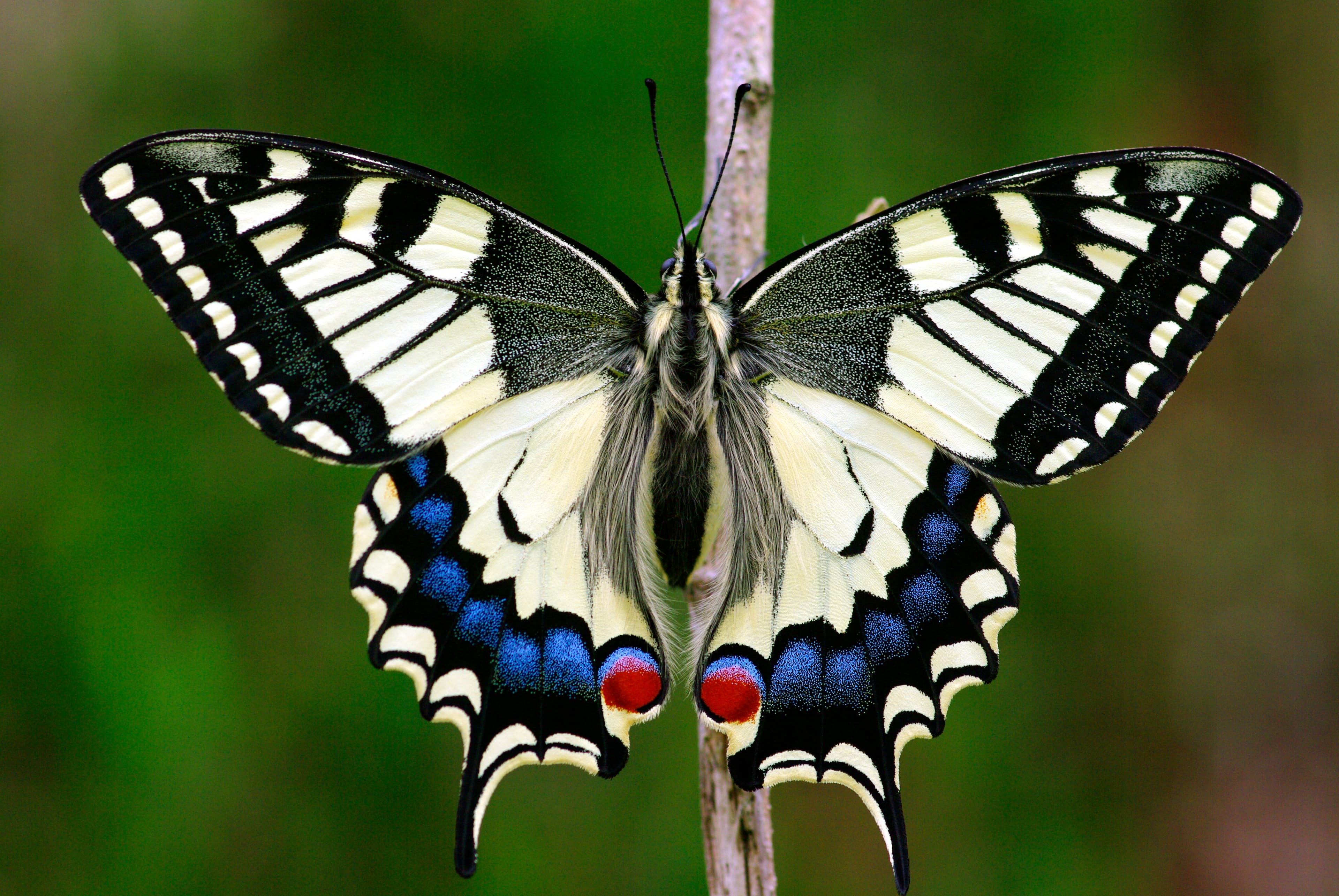 Old World Swallowtail (Papilio machaon)