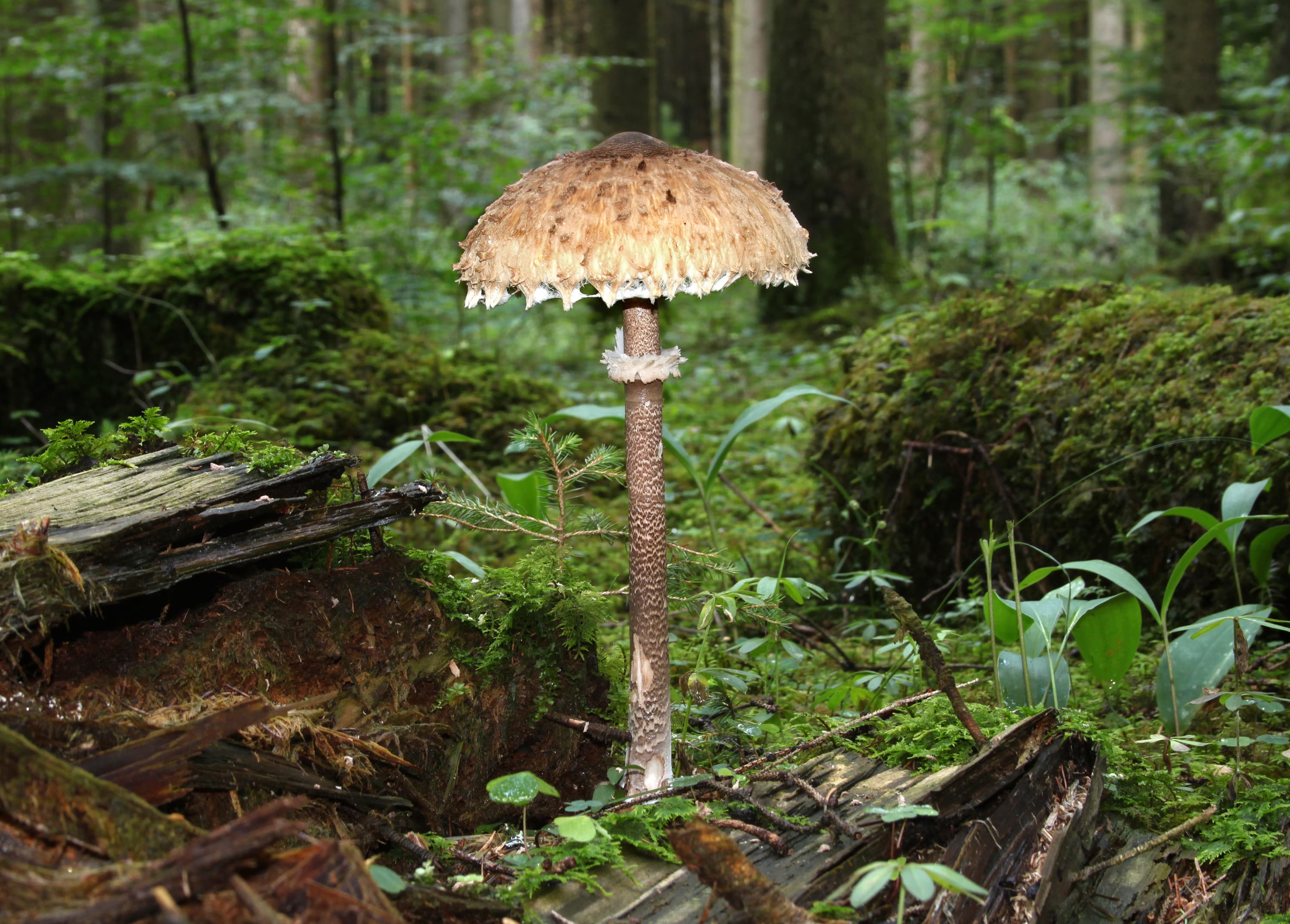 Parasol Mushroom (Macrolepiota procera)