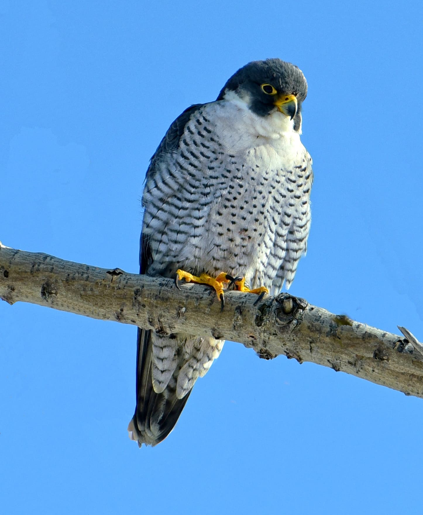 Peregrine Falcon (Falco peregrinus)