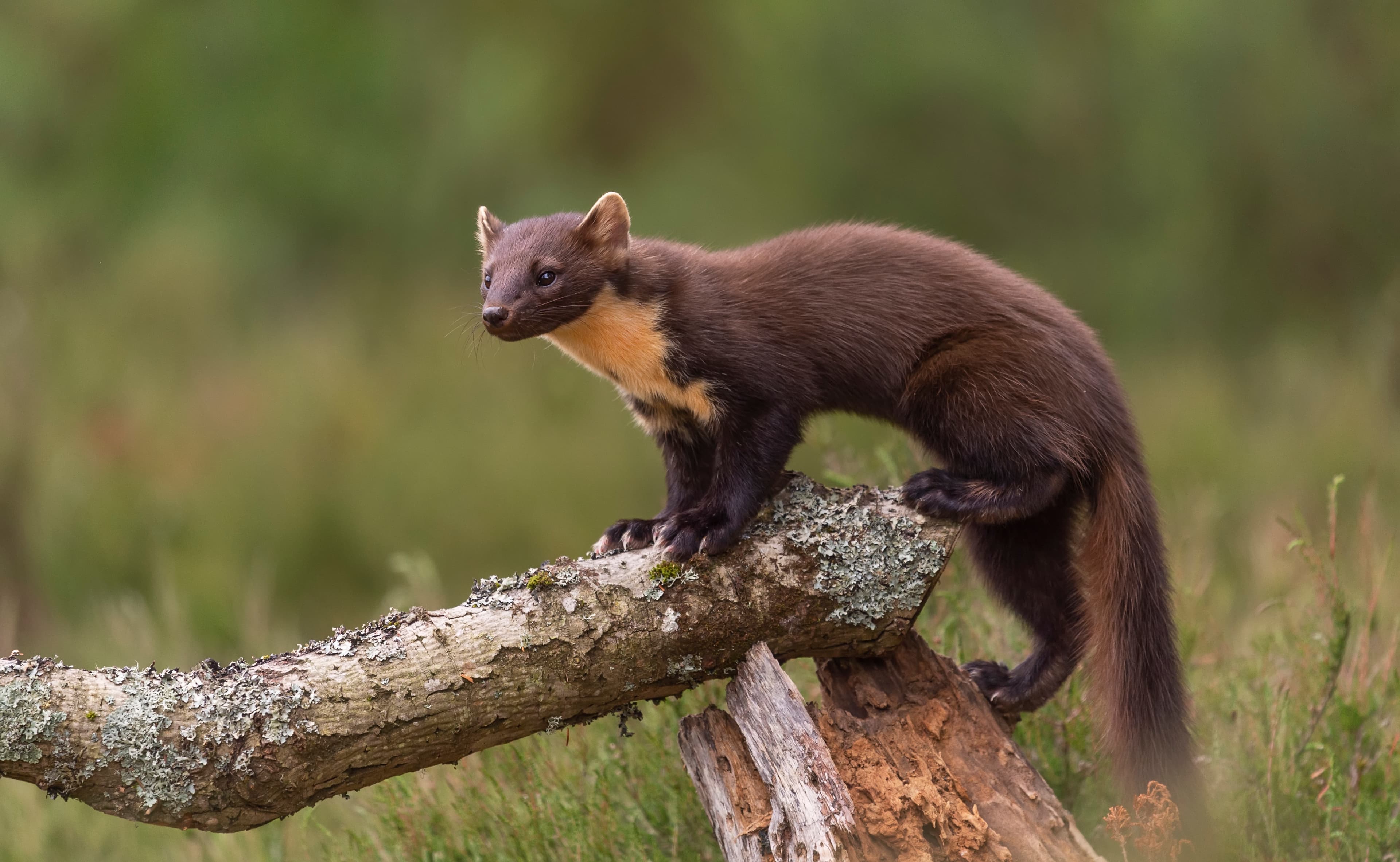 Pine Marten (Martes martes)