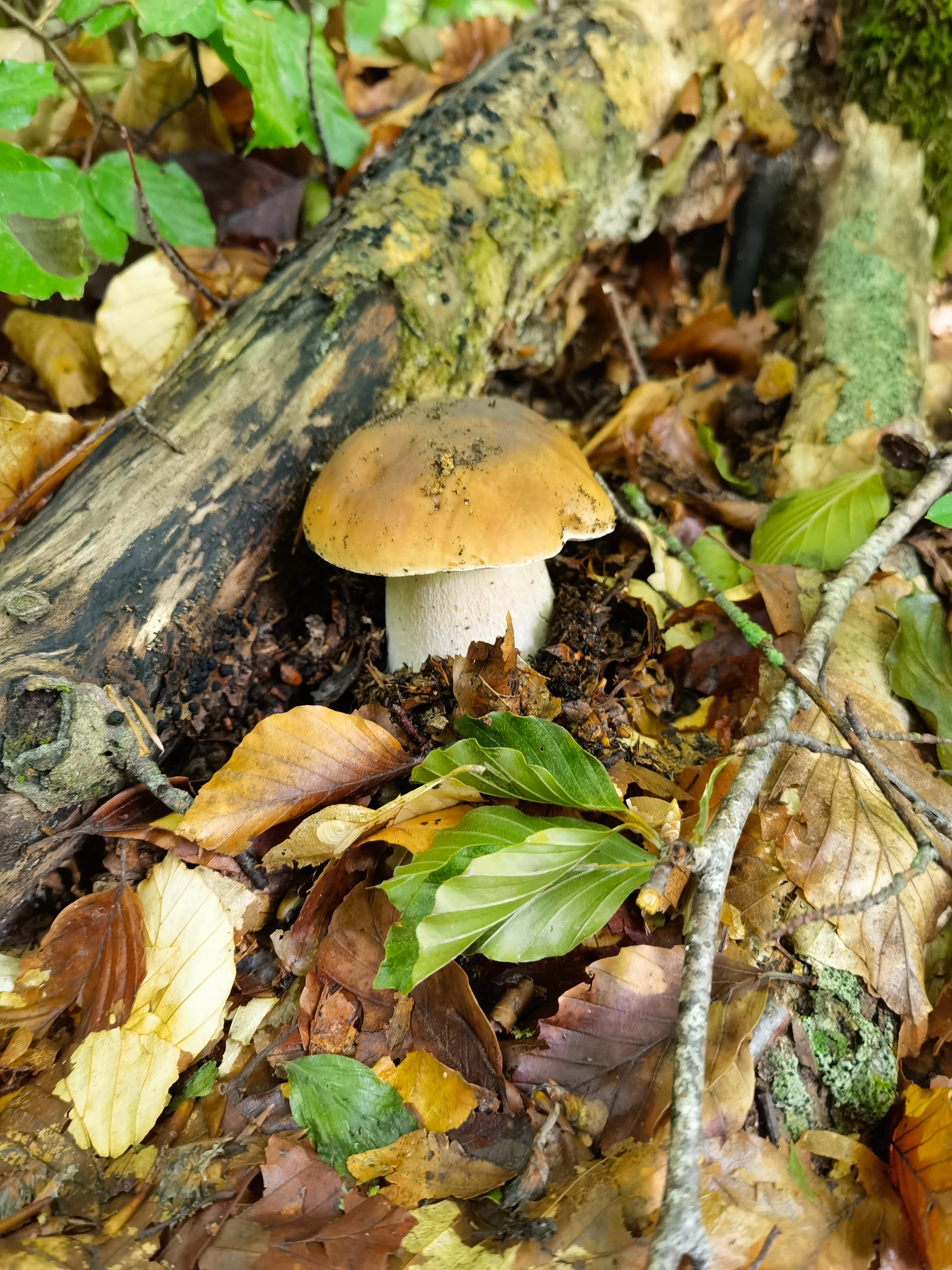 Porcini (Cep) (Boletus edulis)