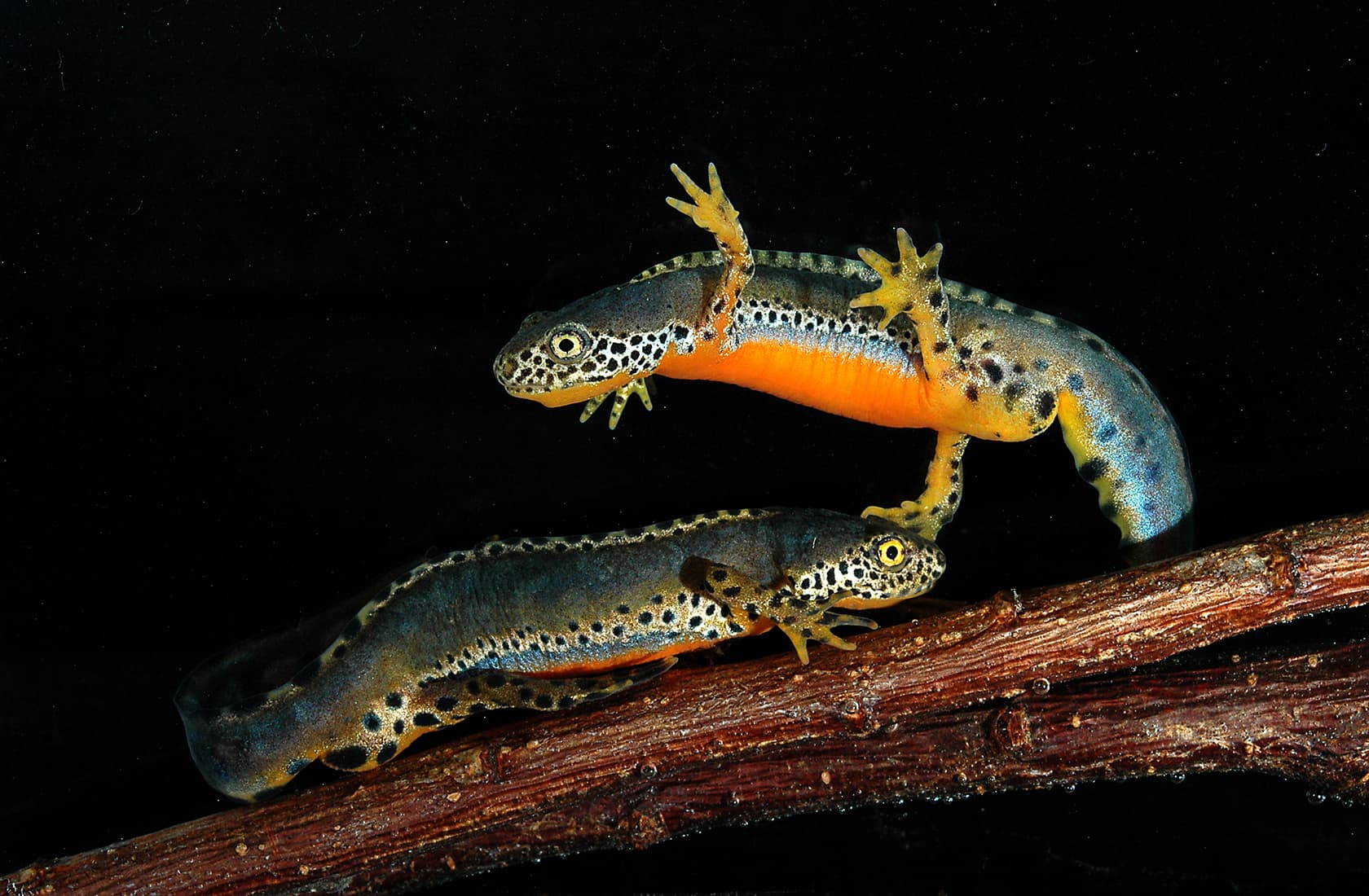 Reiser's Alpine Newt (Ichthyosaura alpestris reiseri)