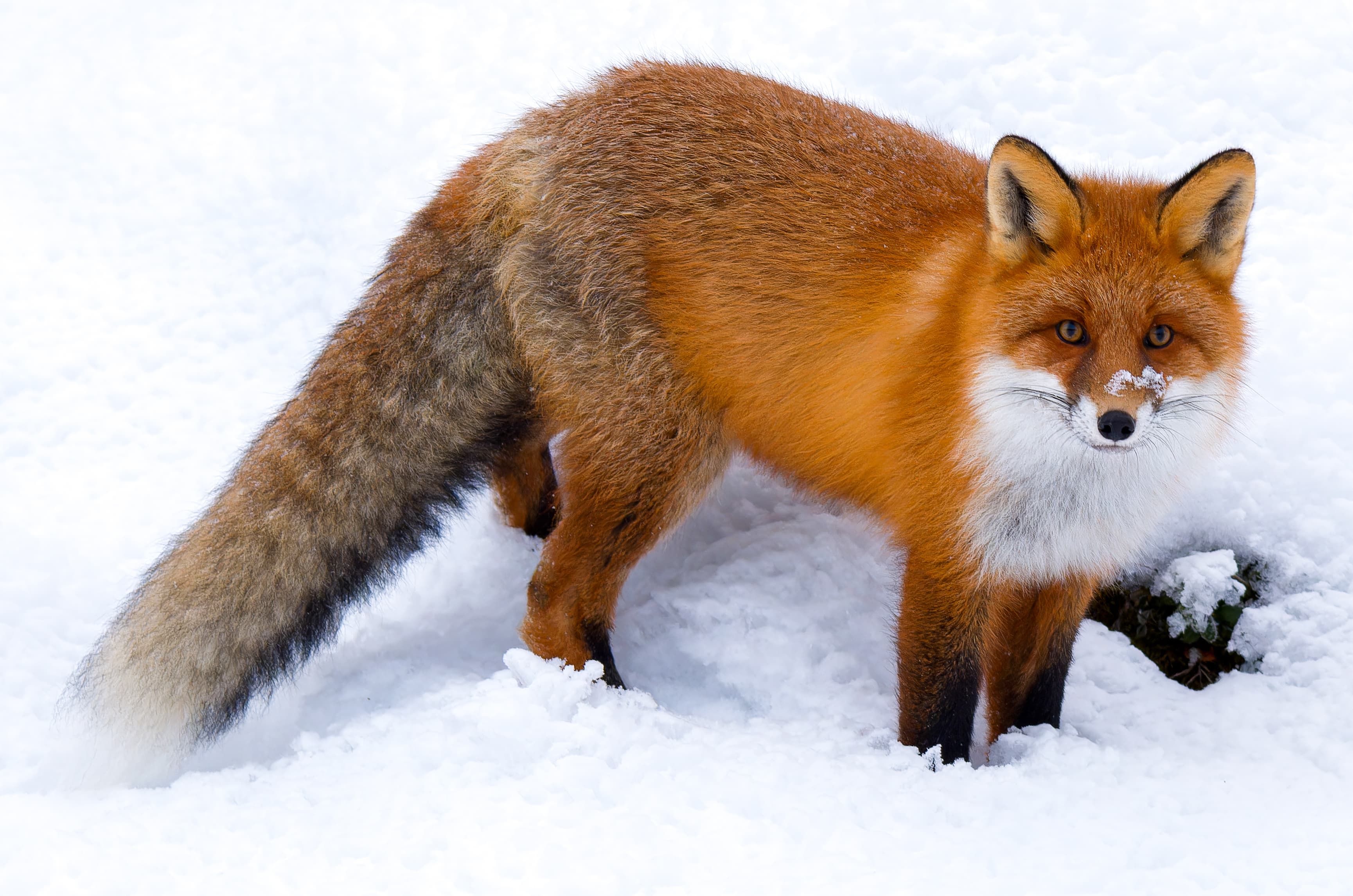 Red Fox (Vulpes vulpes)
