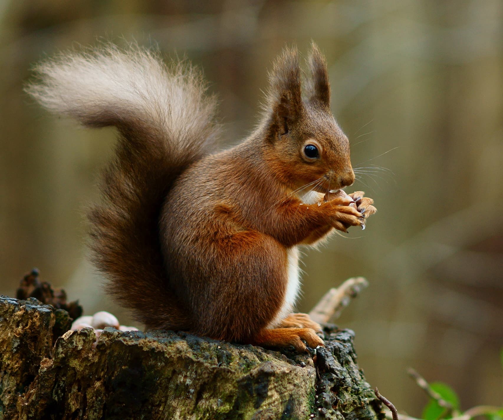 Red Squirrel (Sciurus vulgaris)