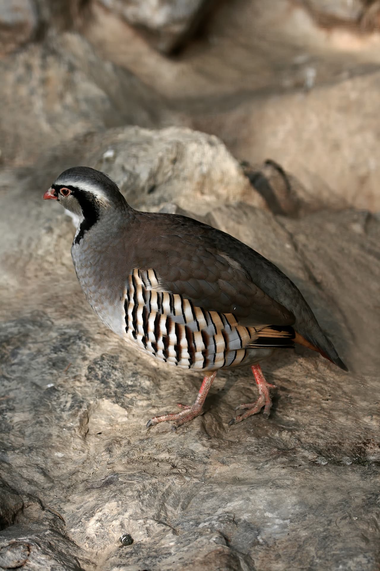 Rock Partridge (Alectoris graeca)