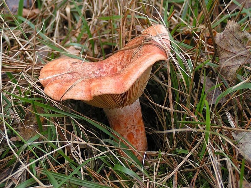 Saffron Milk Cap (Lactarius deliciosus)