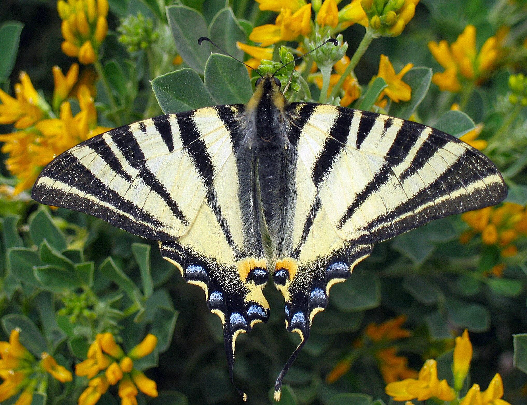 Scarce Swallowtail (Iphiclides podalirius)