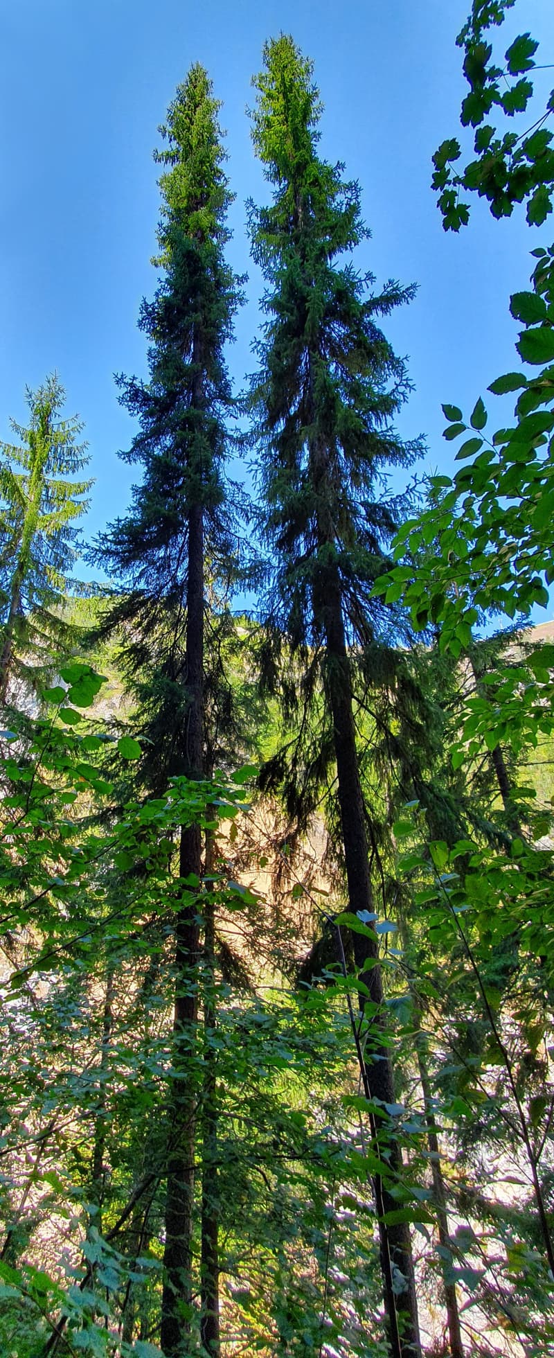 Serbian Spruce (Picea omorika)