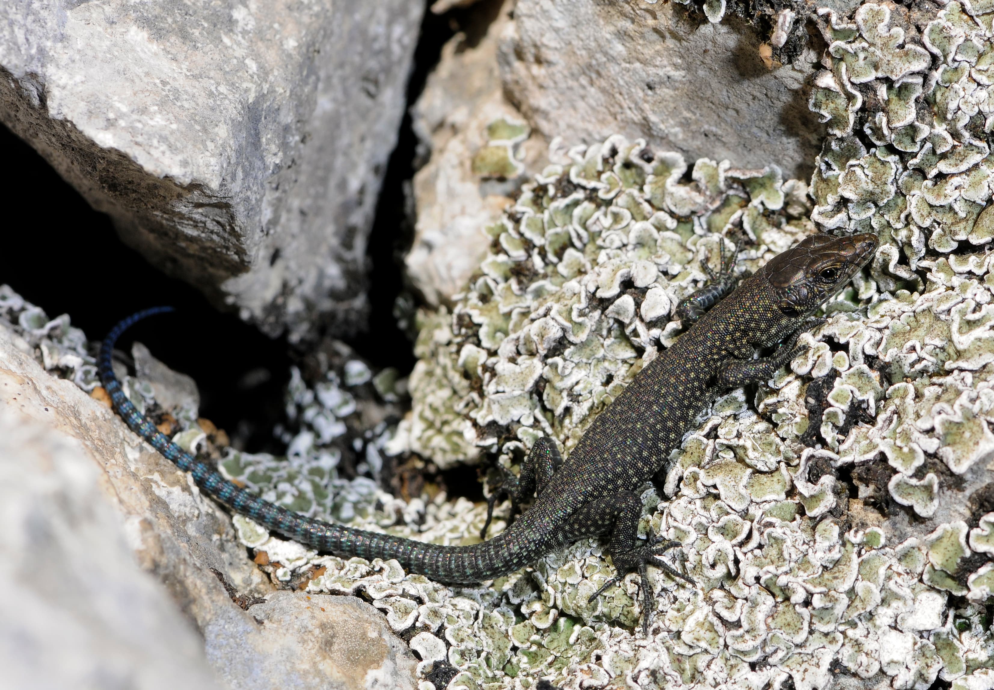 Sharp-snouted Rock Lizard (Dalmatolacerta oxycephala)