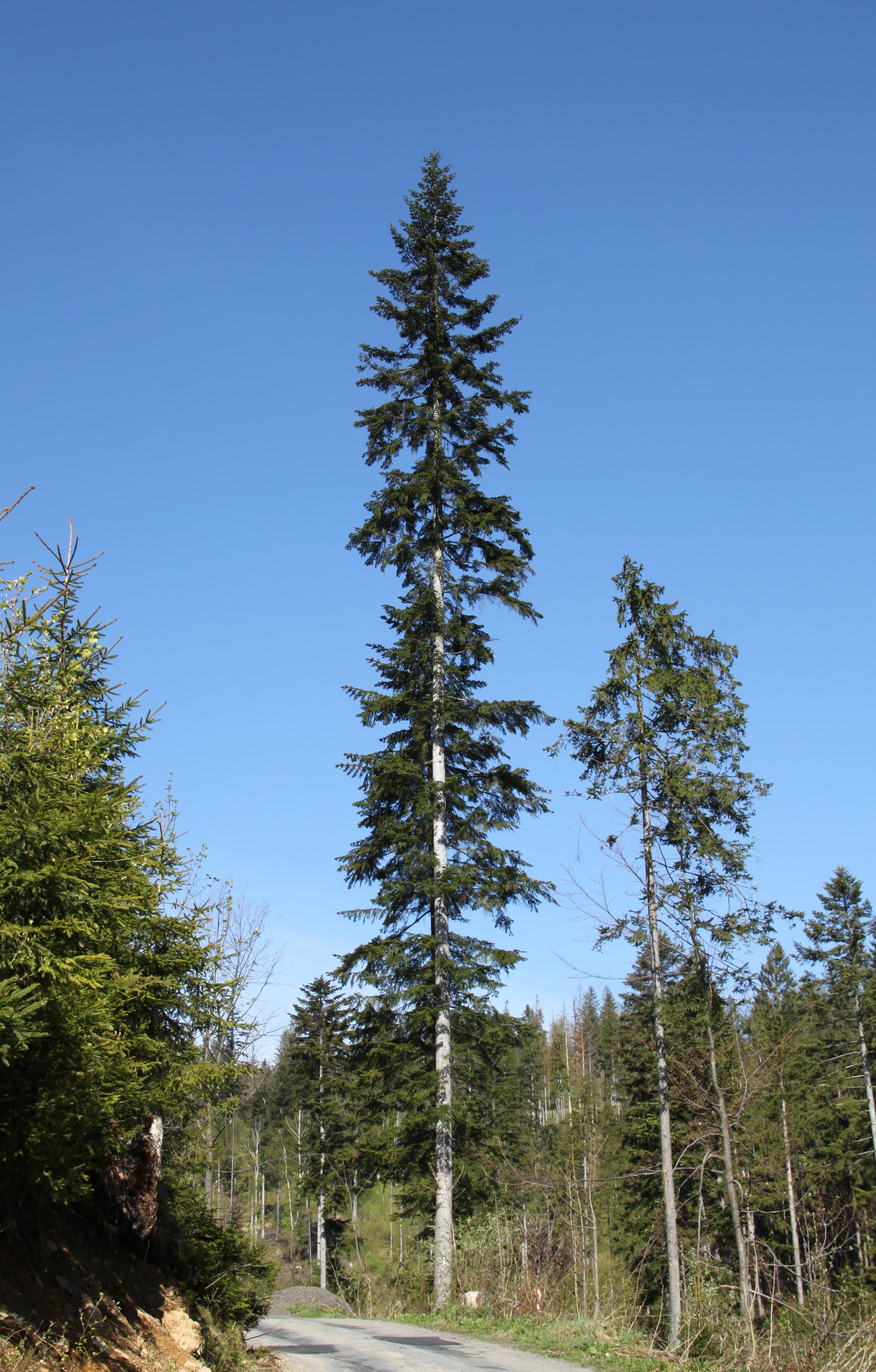 Silver Fir (Abies alba)