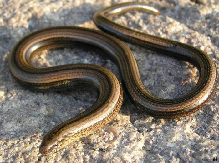 Slow Worm (Anguis fragilis)