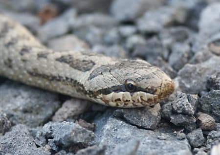 Smooth Snake (Coronella austriaca)