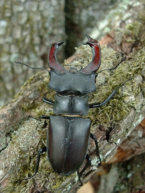 European Stag Beetle (Lucanus cervus)