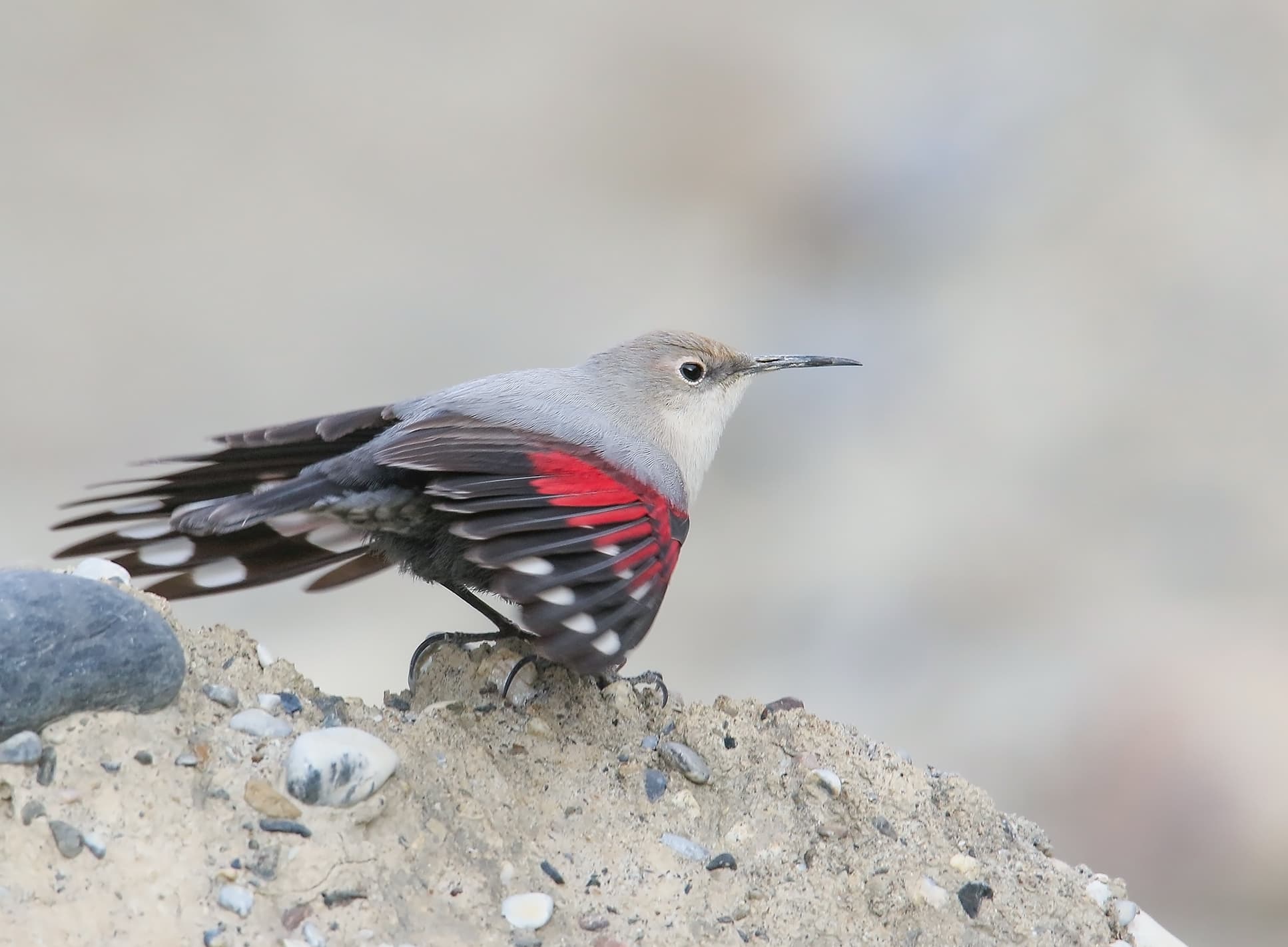 Wallcreeper (Tichodroma muraria)