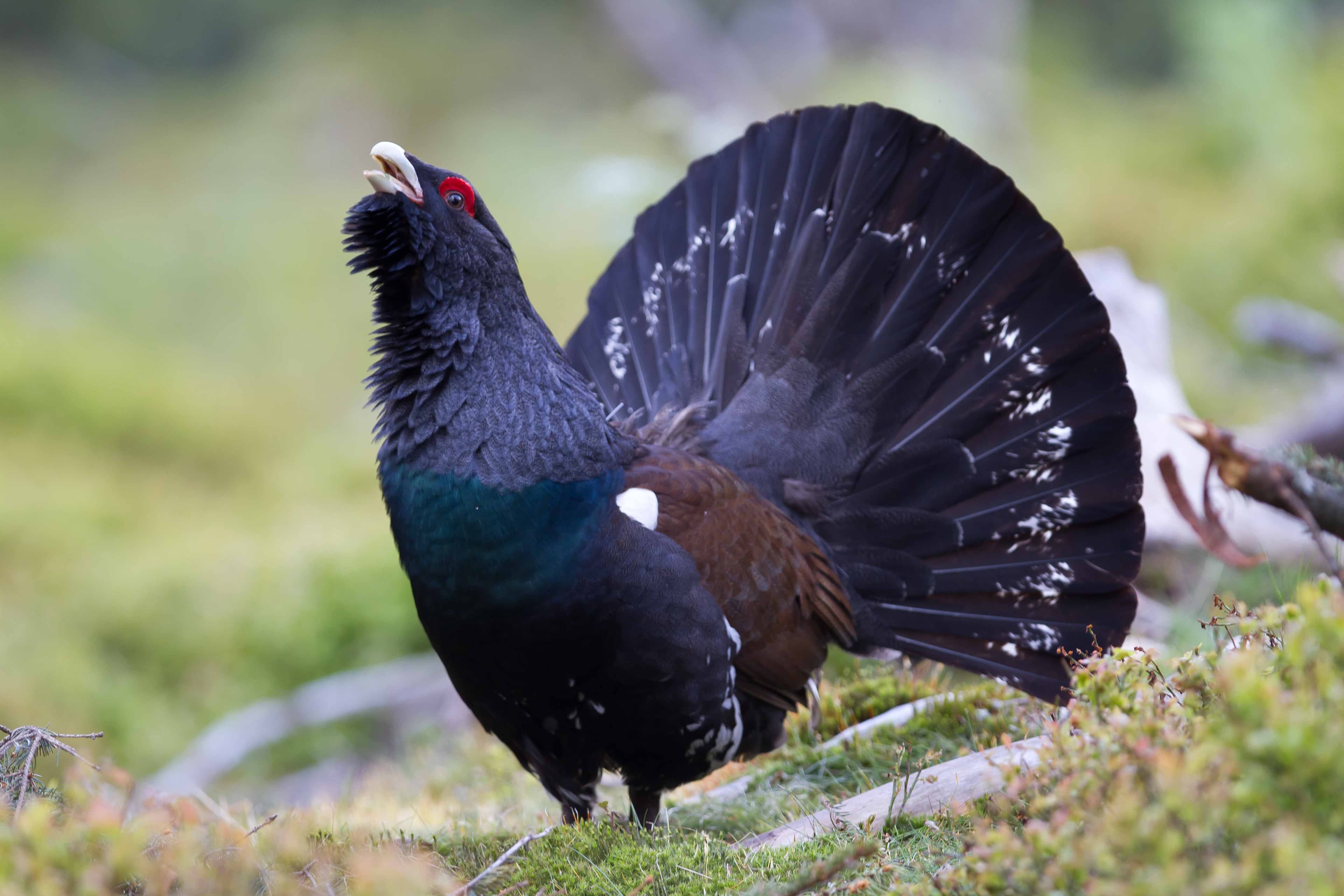 Western Capercaillie (Tetrao urogallus)