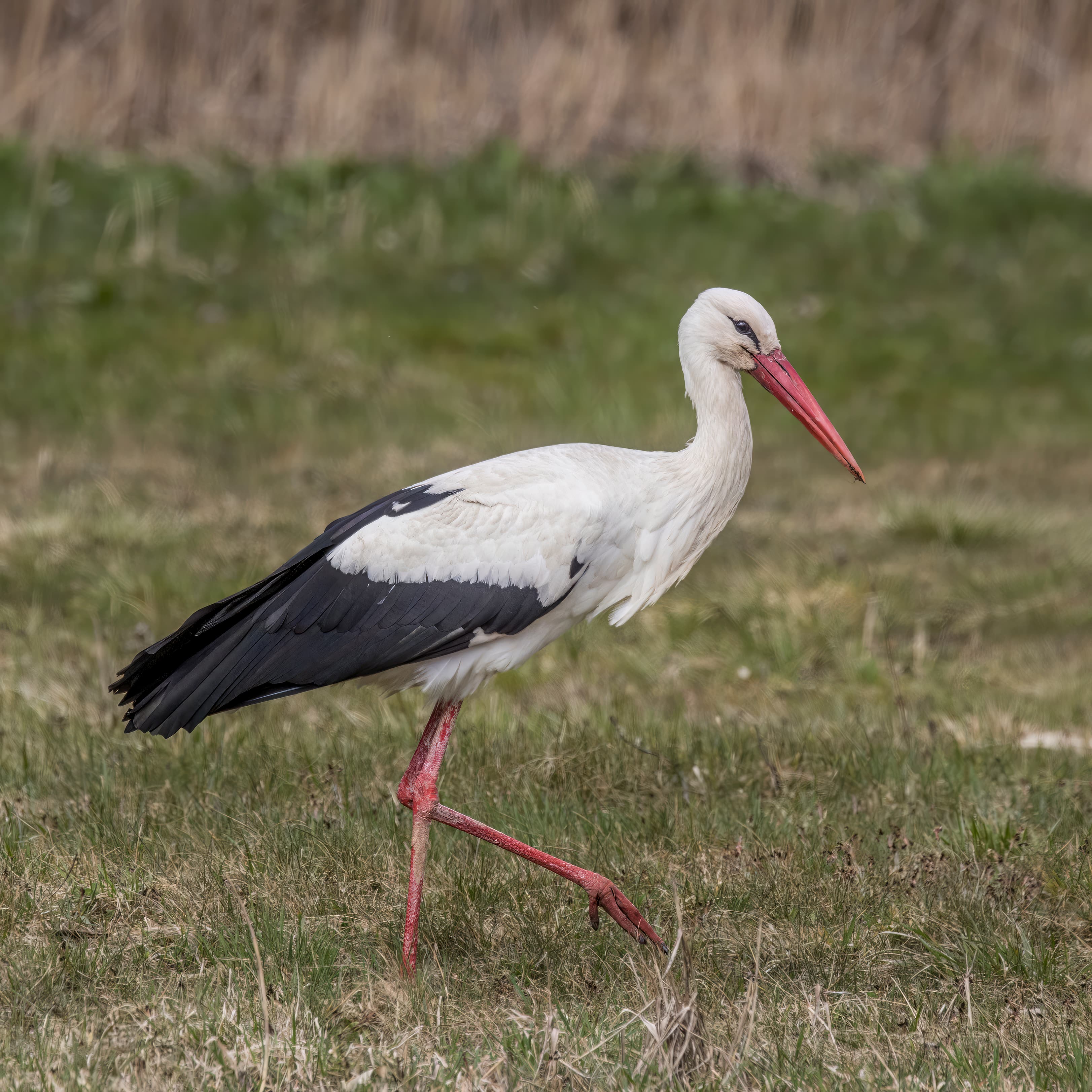 White Stork (Ciconia ciconia)