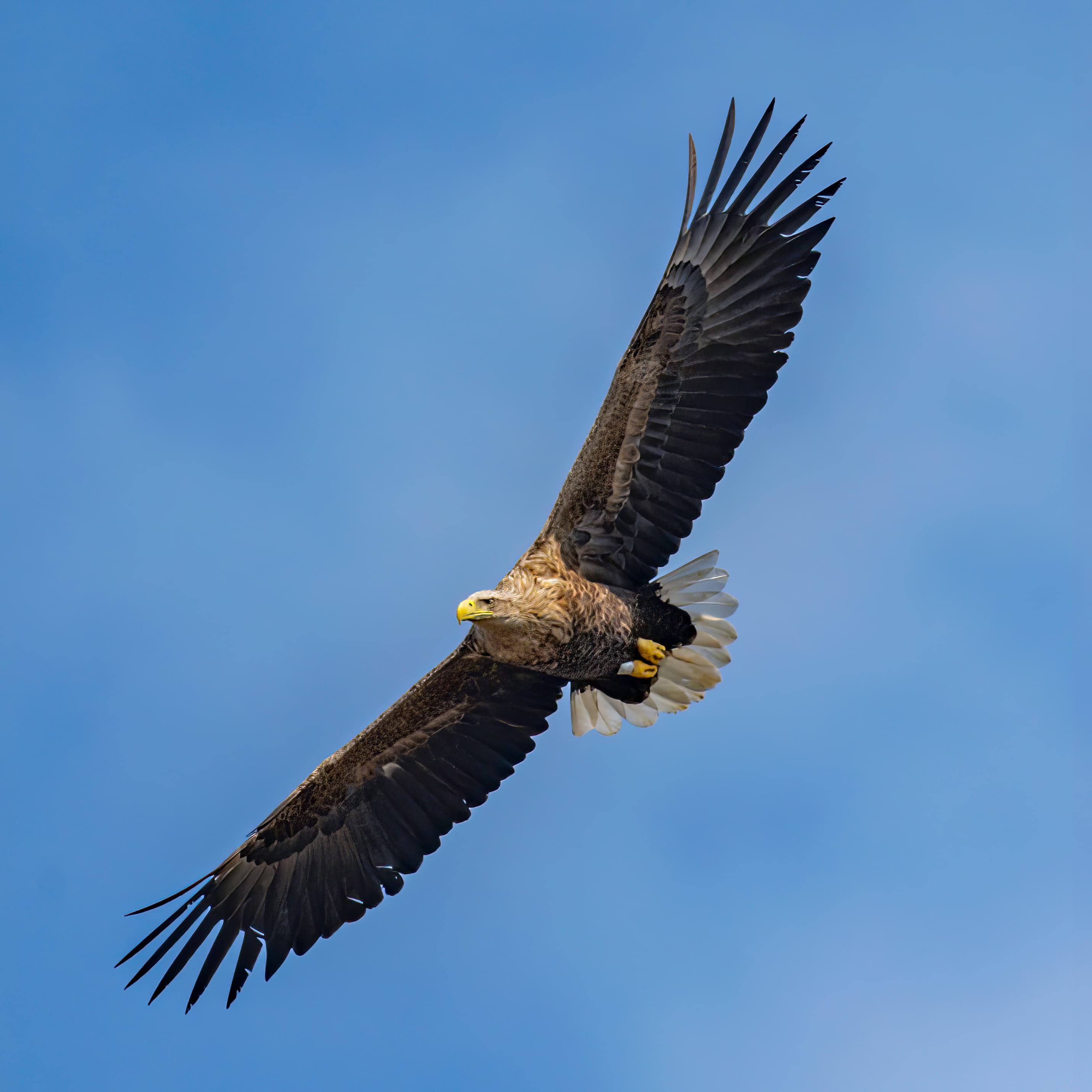 White-tailed Eagle (Haliaeetus albicilla)