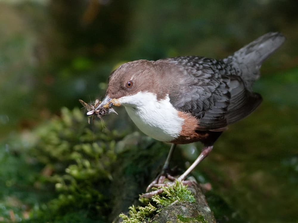 White-throated Dipper (Cinclus cinclus)