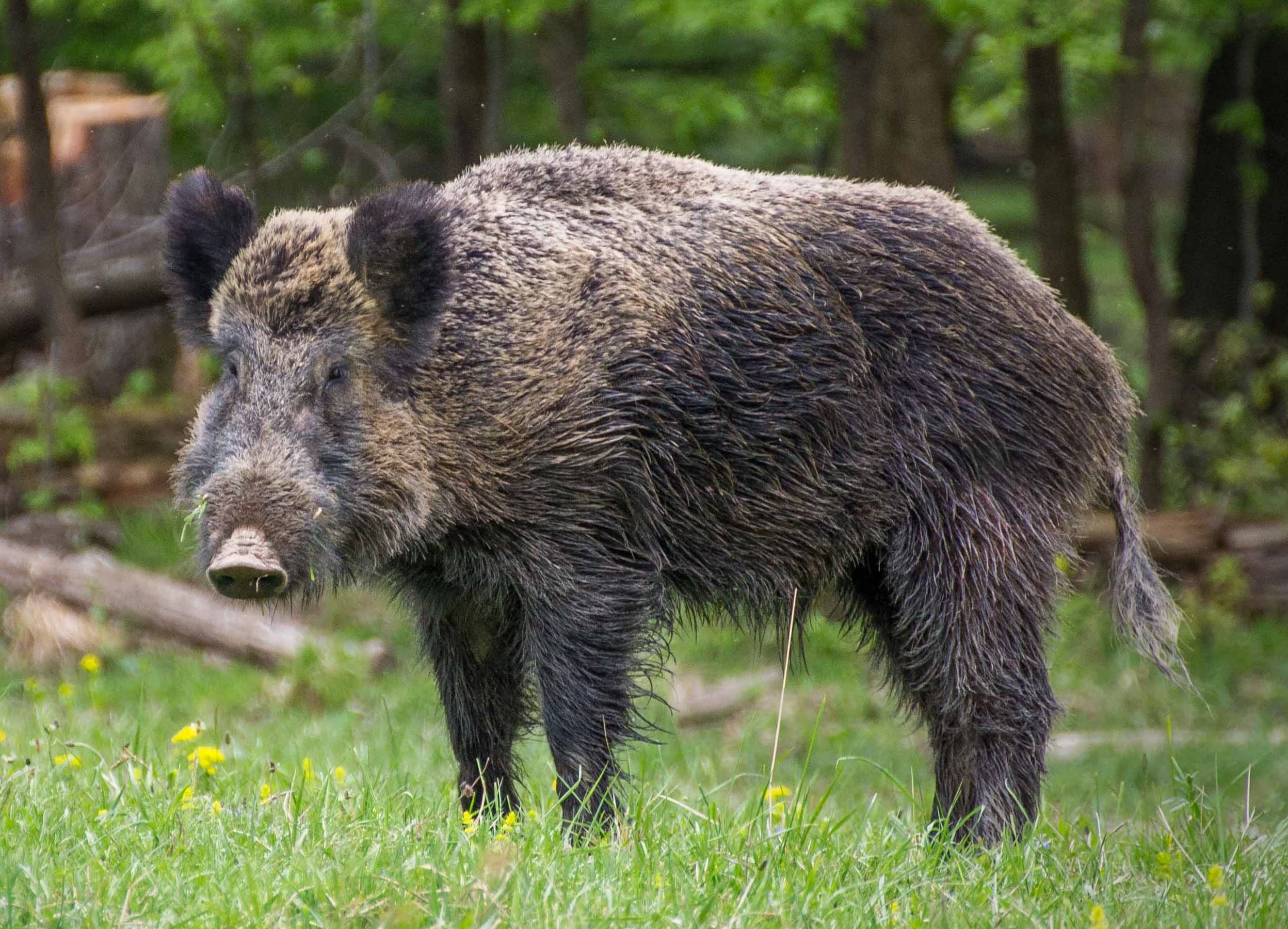 Wild Boar (Sus scrofa)