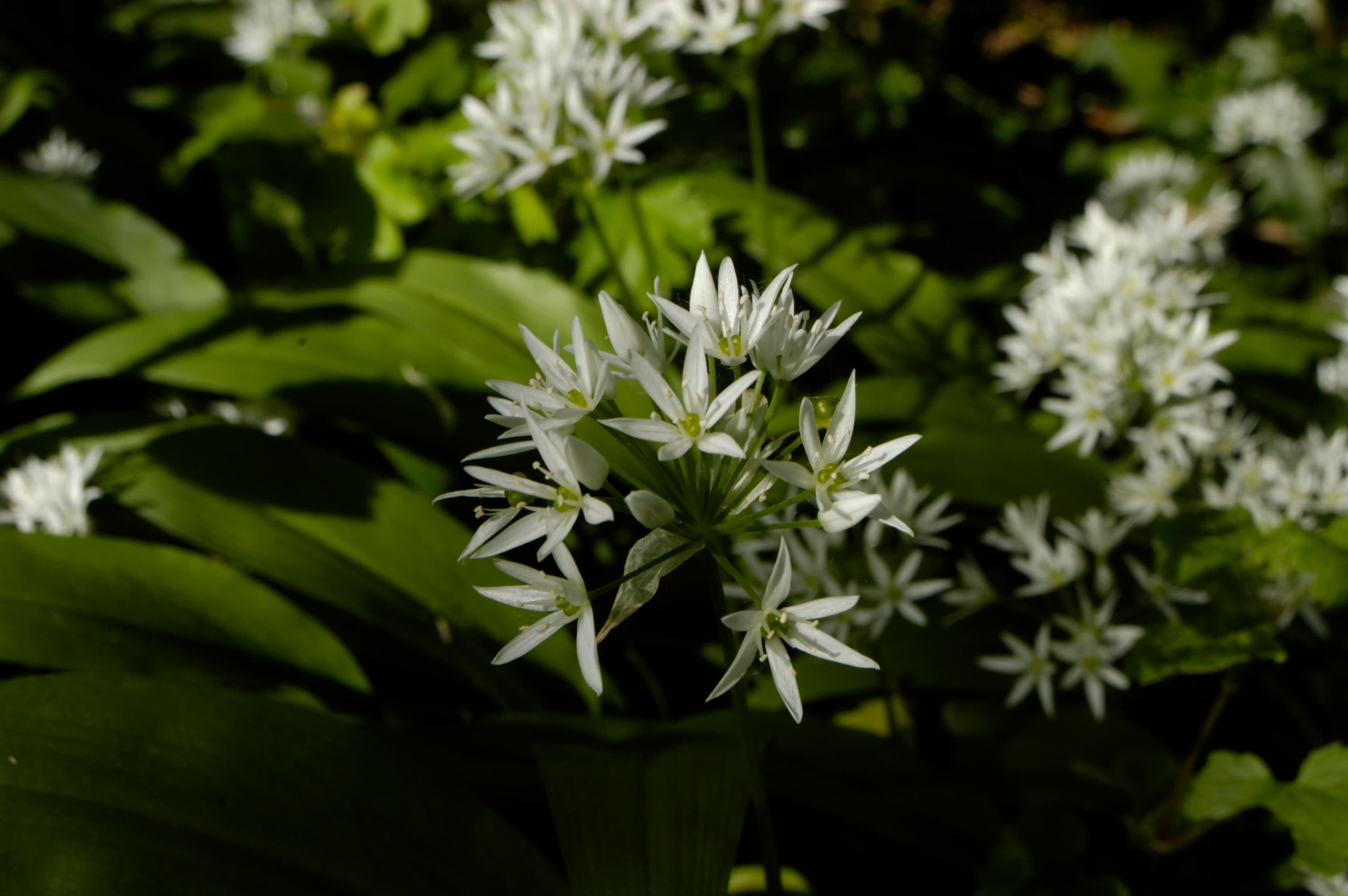 Wild Garlic (Allium ursinum)
