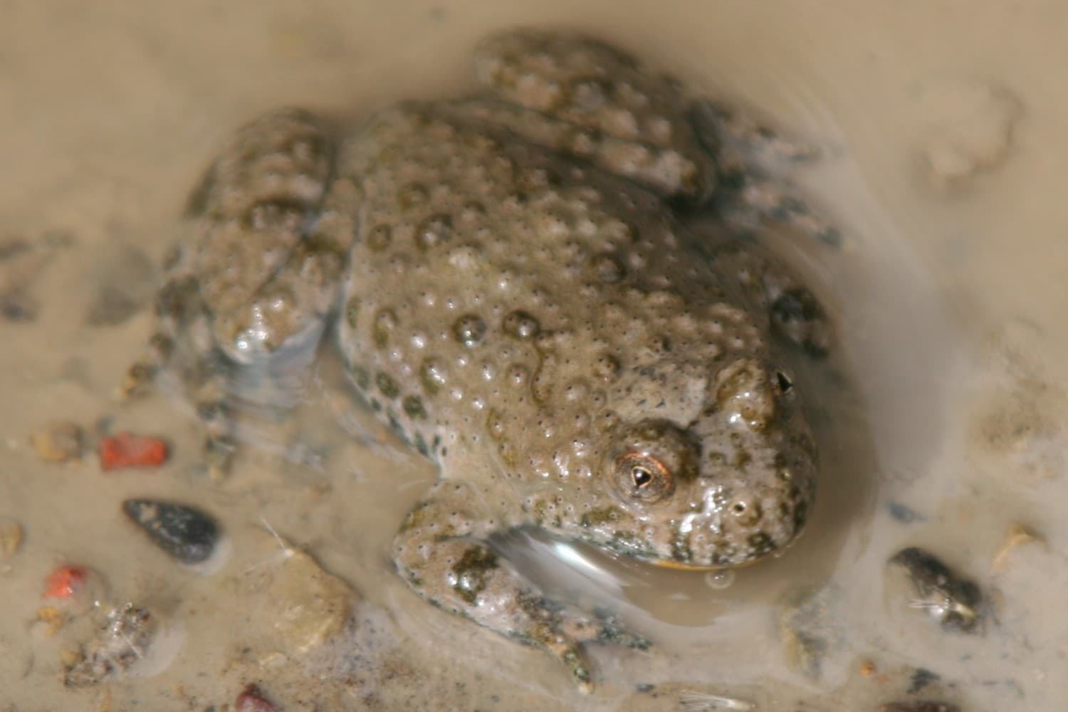 Yellow-bellied Toad (Bombina variegata)