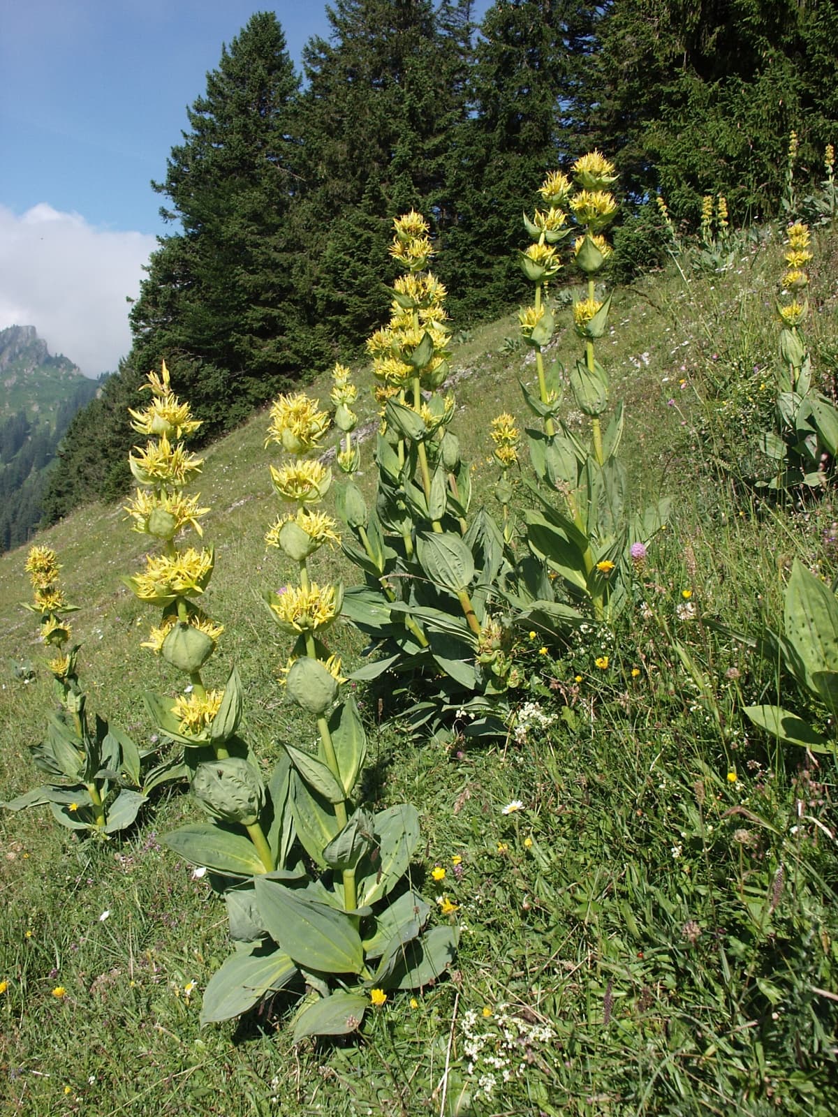 Yellow Gentian (Gentiana lutea)