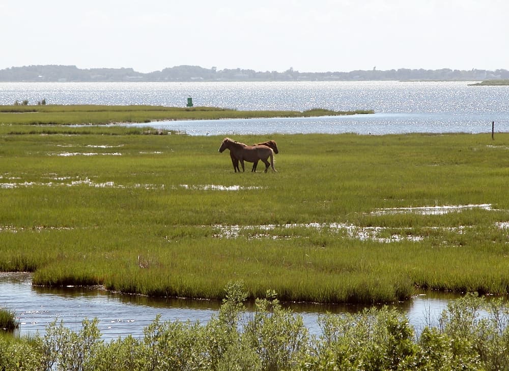 Livno Wild Horses (Kruzi plateau)