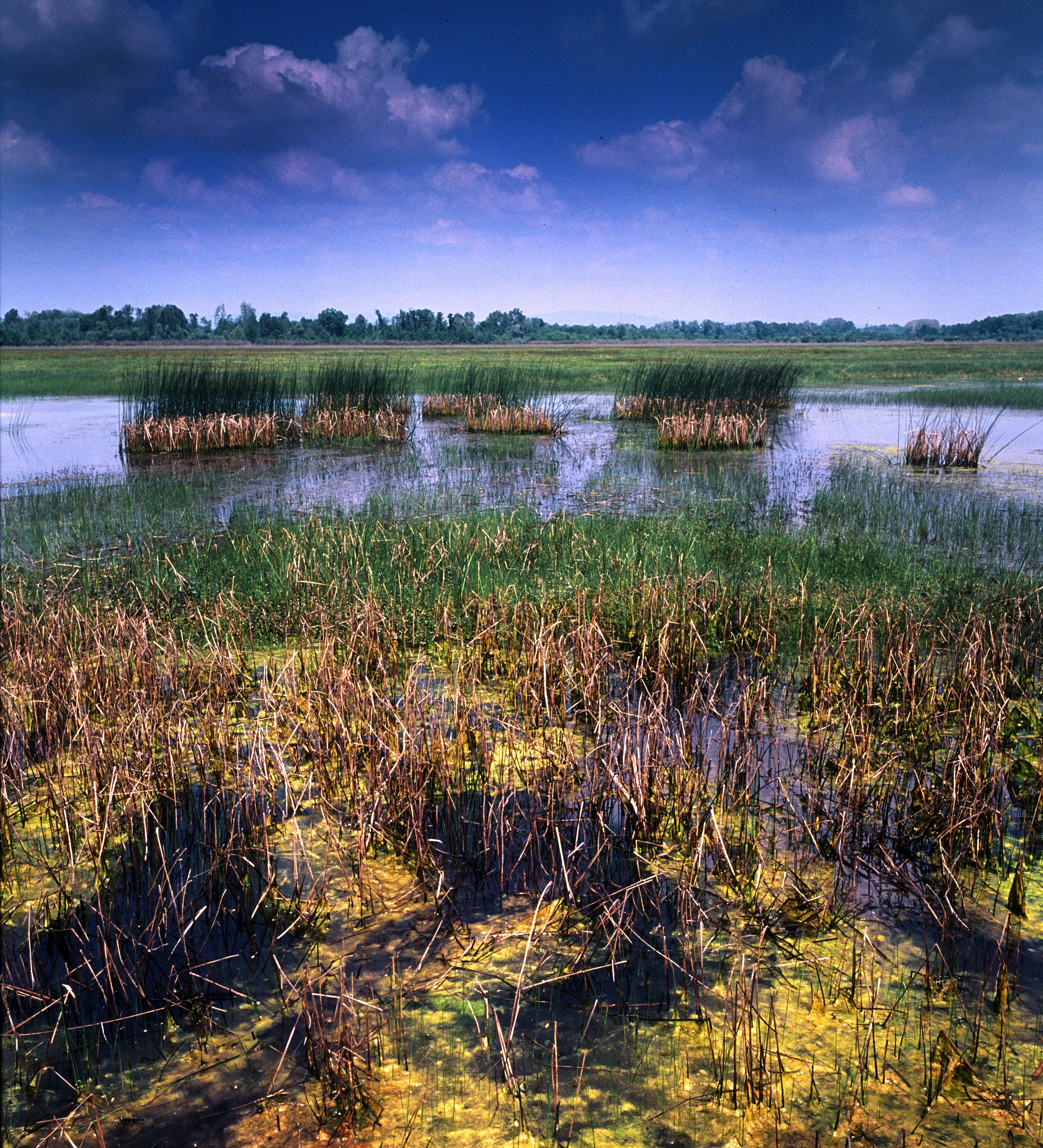 Bardača Wetlands